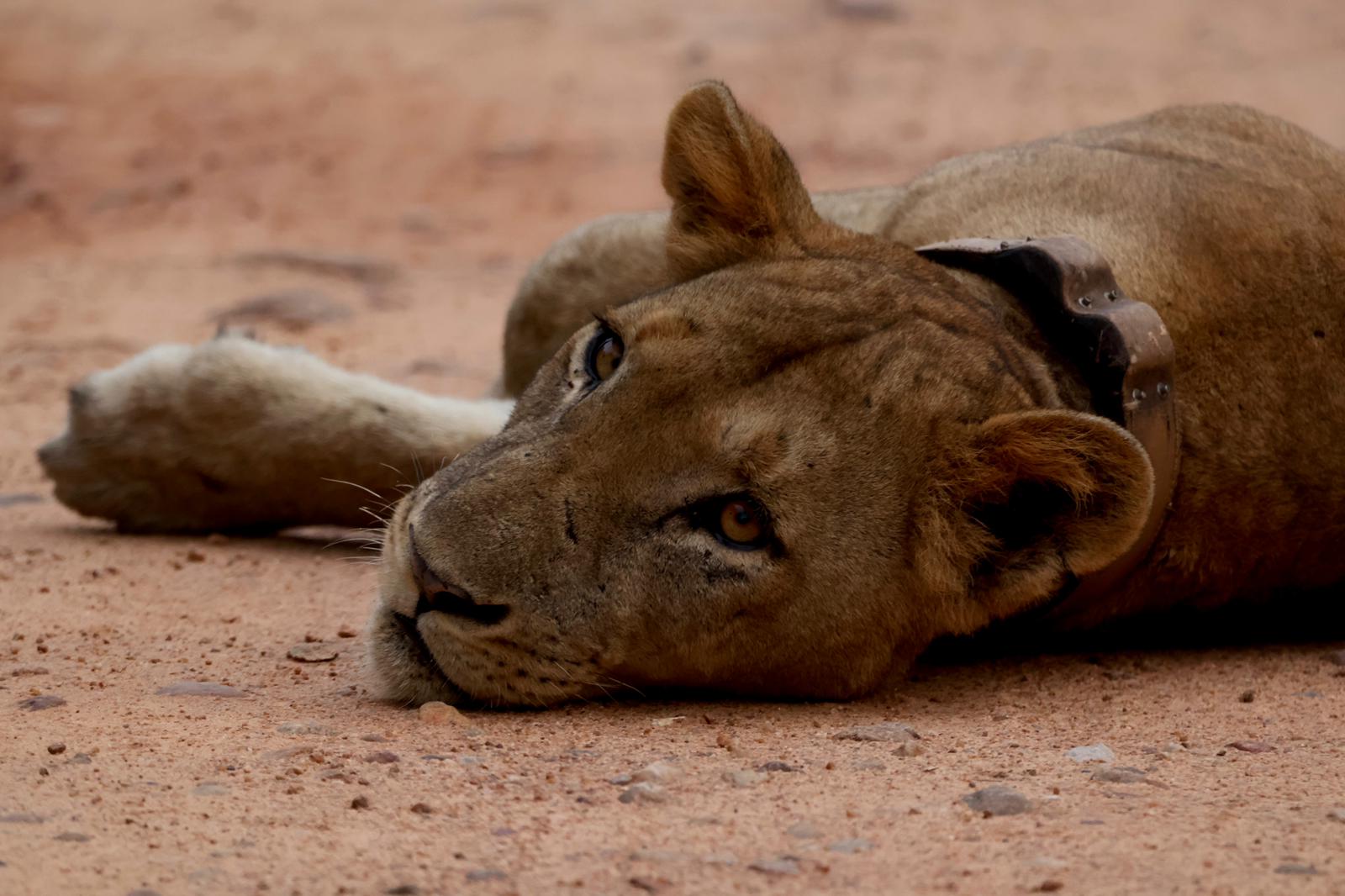 Lioness Close-Up